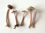 mycena pura